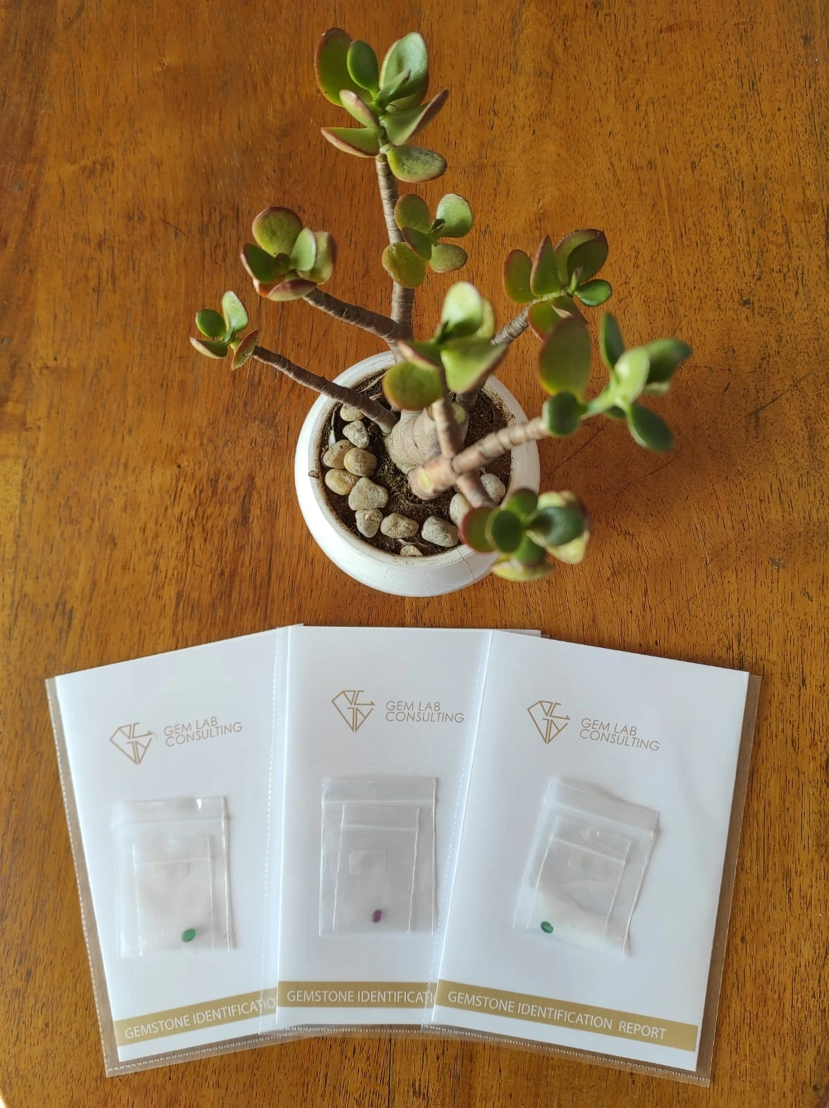Plant and Brochures